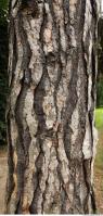 photo texture of tree bark 0001